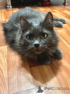 Photo №3. Gorgeous Marcy. Belarus