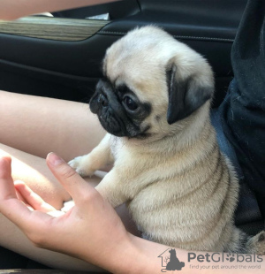 Photo №1. pug - for sale in the city of Jelgava | negotiated | Announcement № 97176