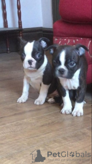 Photo №1. boston terrier - for sale in the city of Дрезден | 317$ | Announcement № 123506