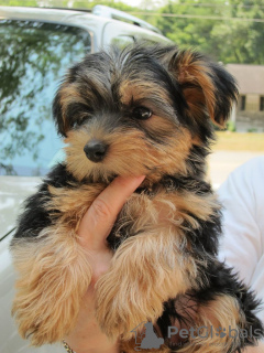 Photo №1. yorkshire terrier - for sale in the city of Milan | negotiated | Announcement № 117510