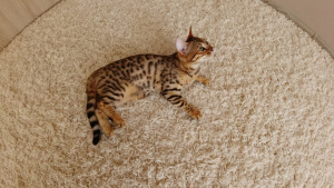 Photo №2 to announcement № 5178 for the sale of bengal cat - buy in Ukraine breeder