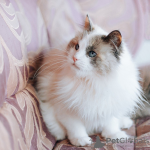Additional photos: Blue-eyed beauty cat Kasha is looking for a home!