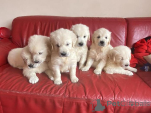 Photo №1. golden retriever - for sale in the city of Bērzkrogs | negotiated | Announcement № 159996