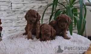 Additional photos: Toy red poodle puppies for sale