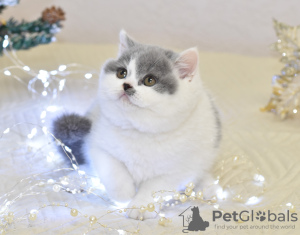 Photo №1. british shorthair - for sale in the city of Riga | 1268$ | Announcement № 80270