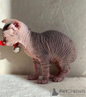 Photo №3. Se vende gatito esfinge. Spain