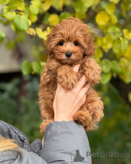 Photo №2 to announcement № 160071 for the sale of maltipu - buy in Iceland private announcement