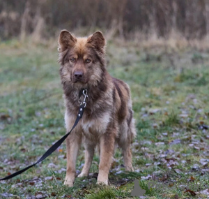 Photo №3. Puppy in good hands! Handsome and clever Thor.. Russian Federation