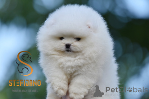 Photo №1. pomeranian - for sale in the city of Loznica | negotiated | Announcement № 148678