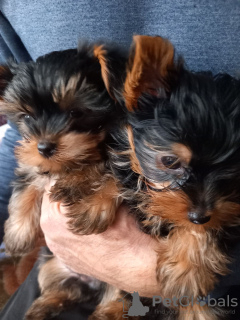 Photo №1. yorkshire terrier - for sale in the city of Gdańsk | 429$ | Announcement № 40309