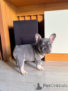 Photo №1. french bulldog - for sale in the city of Bremen | negotiated | Announcement № 163619