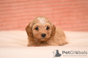 Photo №3. Havanese Bichon puppies. Serbia