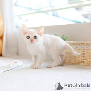 Photo №1. devon rex - for sale in the city of Bradford | 282$ | Announcement № 152257