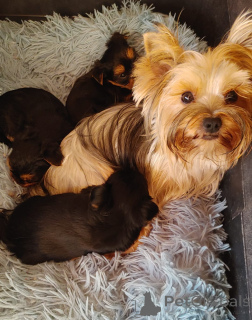 Photo №1. yorkshire terrier - for sale in the city of Yokneam Illit | 1000$ | Announcement № 173373