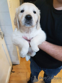 Photo №2 to announcement № 94928 for the sale of golden retriever - buy in Germany private announcement