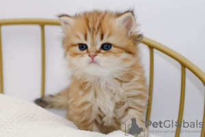 Photo №1. british longhair - for sale in the city of Florida | negotiated | Announcement № 72071
