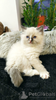 Photo №1. ragdoll - for sale in the city of Zabrze | 634$ | Announcement № 34468