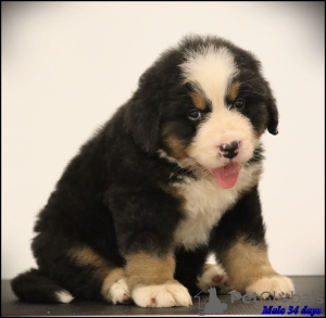 Photo №2 to announcement № 111319 for the sale of bernese mountain dog - buy in Serbia breeder