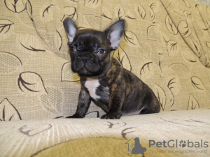 Photo №2 to announcement № 119291 for the sale of french bulldog - buy in Sweden private announcement