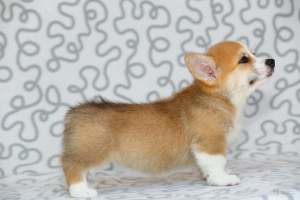 Photo №1. welsh corgi - for sale in the city of Minsk | 800$ | Announcement № 405