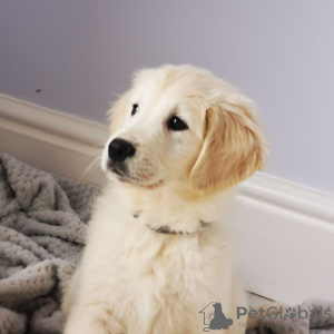 Photo №2 to announcement № 106733 for the sale of golden retriever - buy in Germany private announcement, from nursery