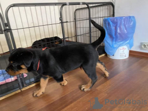 Photo №1. rottweiler - for sale in the city of Яссы | 960$ | Announcement № 10380