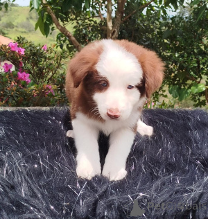 Photo №4. I will sell border collie in the city of Aberts. private announcement - price - negotiated