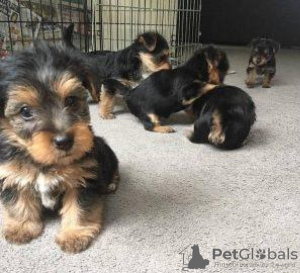 Photo №1. yorkshire terrier - for sale in the city of Rome | 370$ | Announcement № 110935