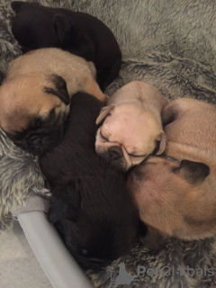 Photo №3. Pug puppies with Pedigree for sale. Germany