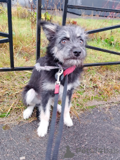 Photo №4. I will sell non-pedigree dogs in the city of St. Petersburg. private announcement - price - Is free