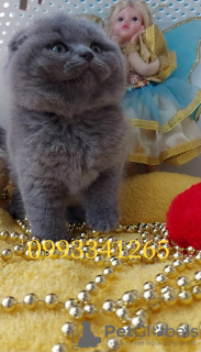 Photo №4. I will sell scottish fold in the city of Пршибрам. breeder - price - 11000$