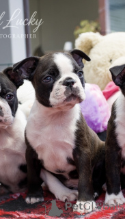 Photo №2 to announcement № 144446 for the sale of boston terrier - buy in Ukraine from nursery