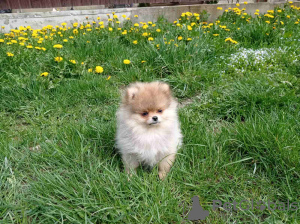 Photo №1. pomeranian - for sale in the city of Prague | 740$ | Announcement № 51926