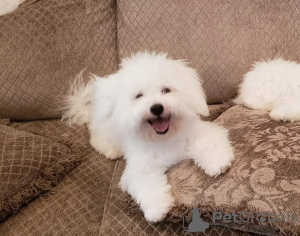 Photo №1. bichon frise - for sale in the city of Kiev | negotiated | Announcement № 42665