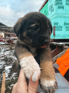 Additional photos: Baby puppies are urgently looking for a home!