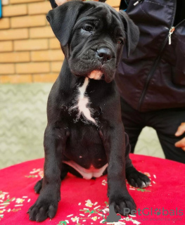 Photo №4. I will sell cane corso in the city of Афины. private announcement - price - 416$
