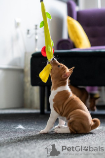 Additional photos: Basenji puppies for sale