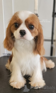 Photo №1. cavalier king charles spaniel - for sale in the city of Leskovac | Is free | Announcement № 100246
