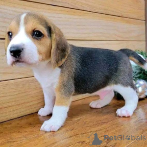 Photo №1.  - for sale in the city of Brentwood | negotiated | Announcement № 161169