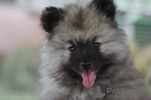 Photo №3. Keeshond puppy from champion parents. Belarus
