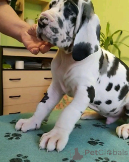 Photo №3. Great dane puppies available for adoption. United States