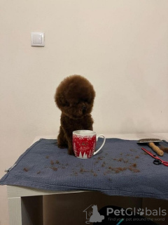 Additional photos: TOY Red Poodles - Puppies for sale