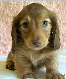 Photo №3. Toilet trained dachshunds. Estonia