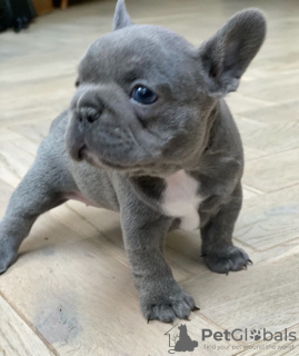 Photo №2 to announcement № 11314 for the sale of french bulldog - buy in Russian Federation private announcement