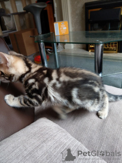 Photo №2 to announcement № 63761 for the sale of bengal cat - buy in Germany private announcement, from nursery