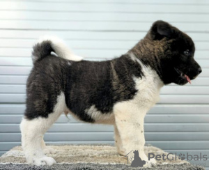 Photo №3. American Akita, puppies with exhibition character. Serbia