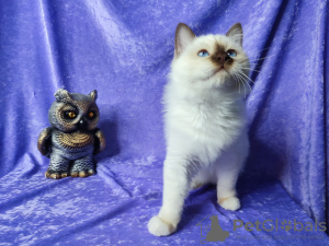 Photo №1. birman - for sale in the city of Анталья | negotiated | Announcement № 78410