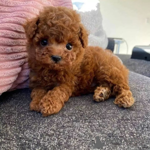 Photo №2 to announcement № 133596 for the sale of poodle (toy) - buy in Norway private announcement