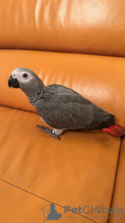 Photo №3. loro gris africano. Spain