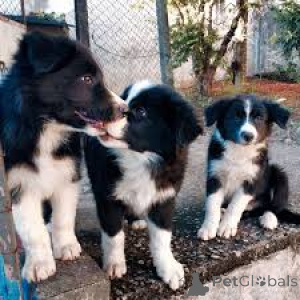 Photo №1. border collie - for sale in the city of Vienna | 723$ | Announcement № 165418